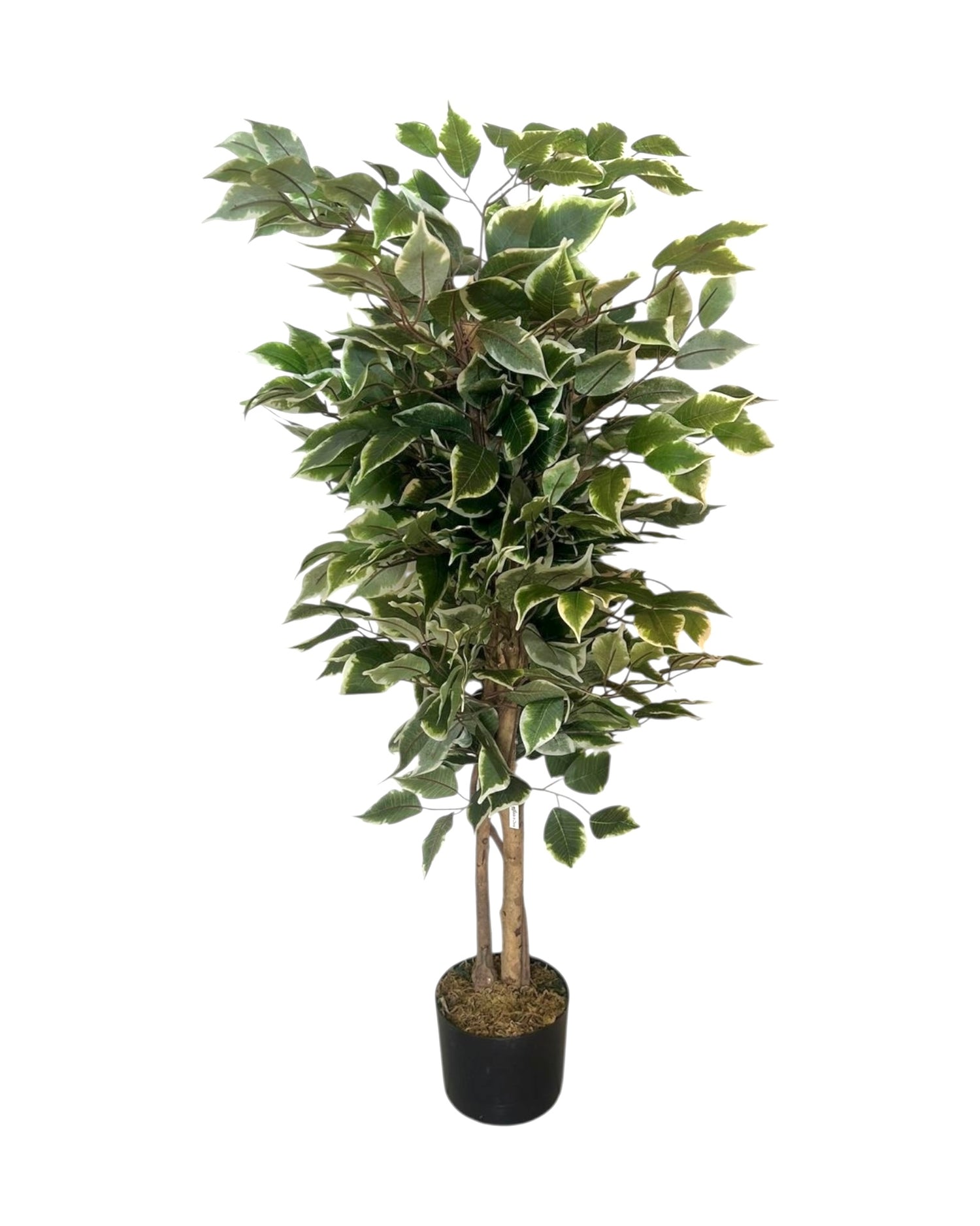 3ft ficus tree