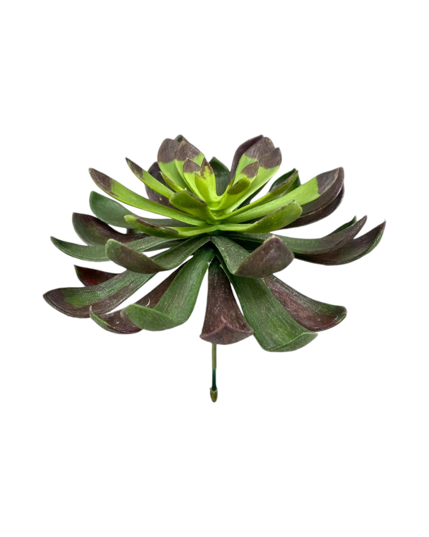 5 aeonium pick drk green