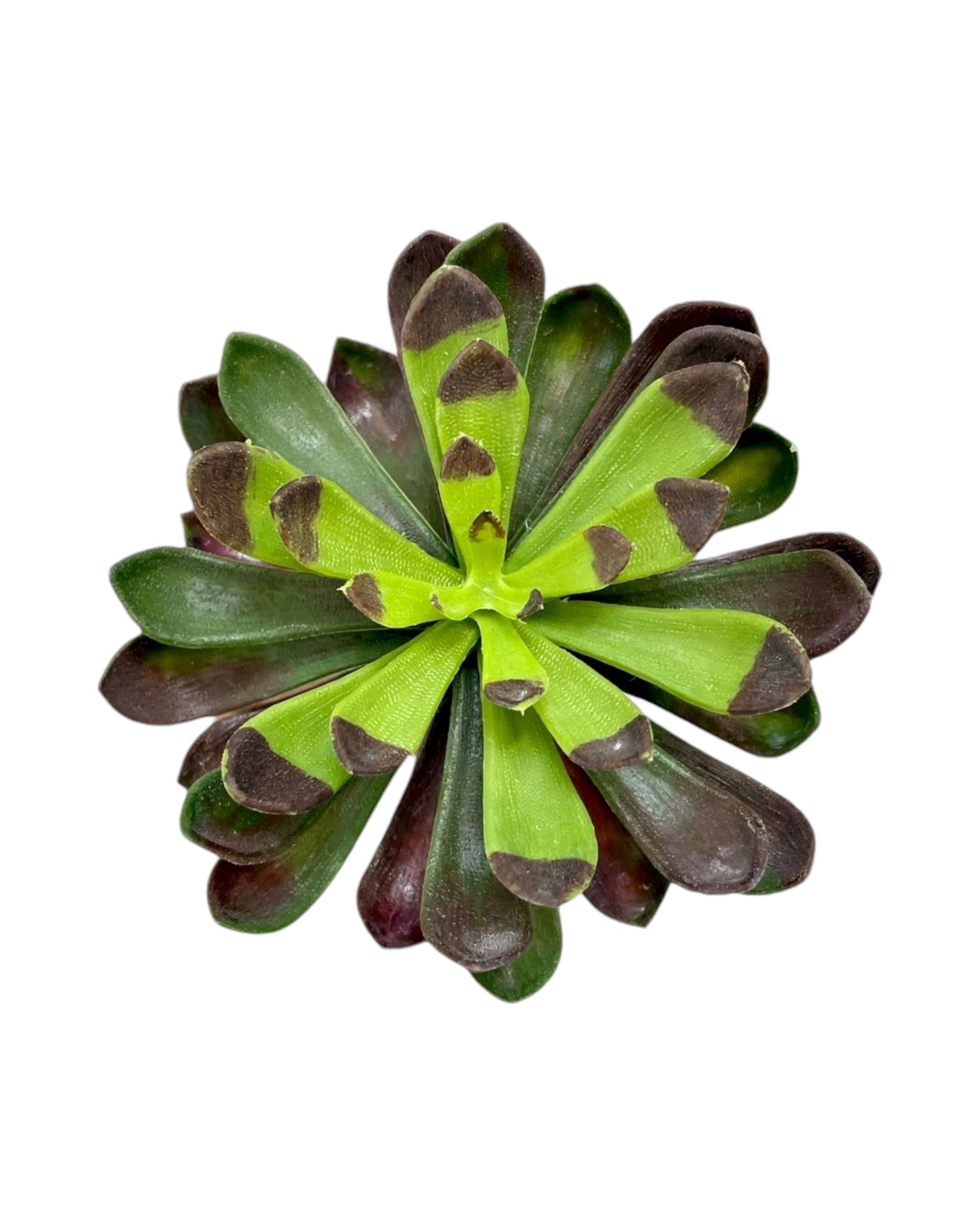5 aeonium pick drk green