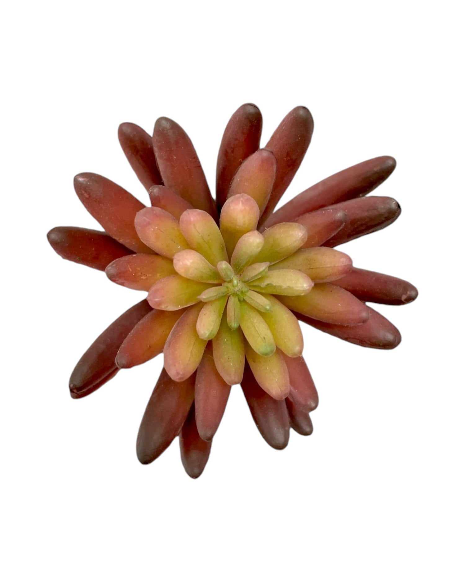 suc mini lotus star  5''