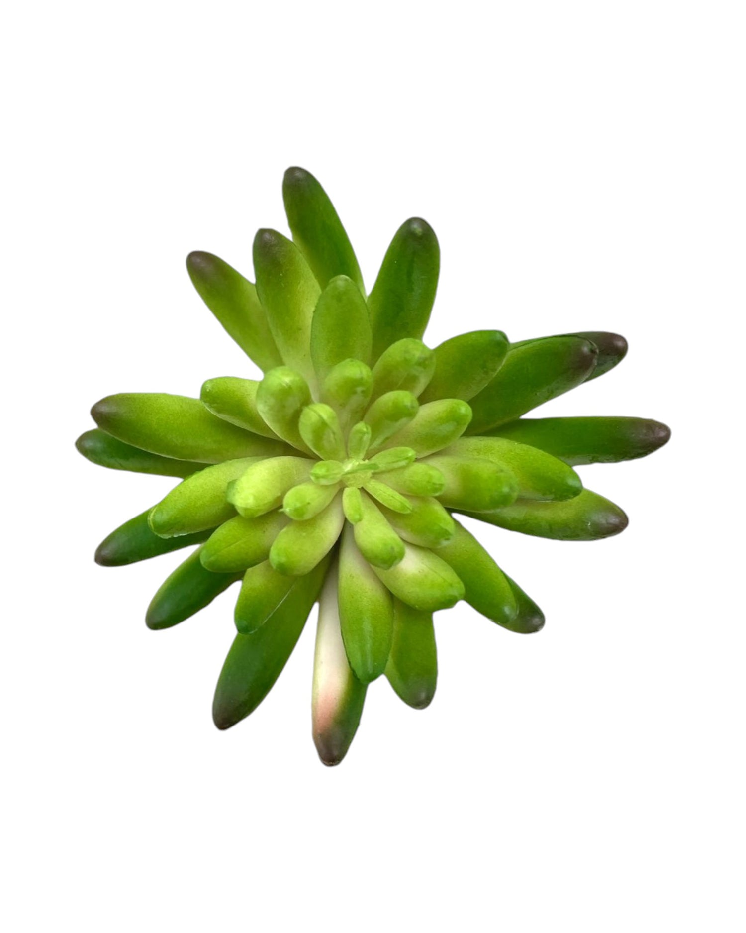 suc mini lotus star  5''