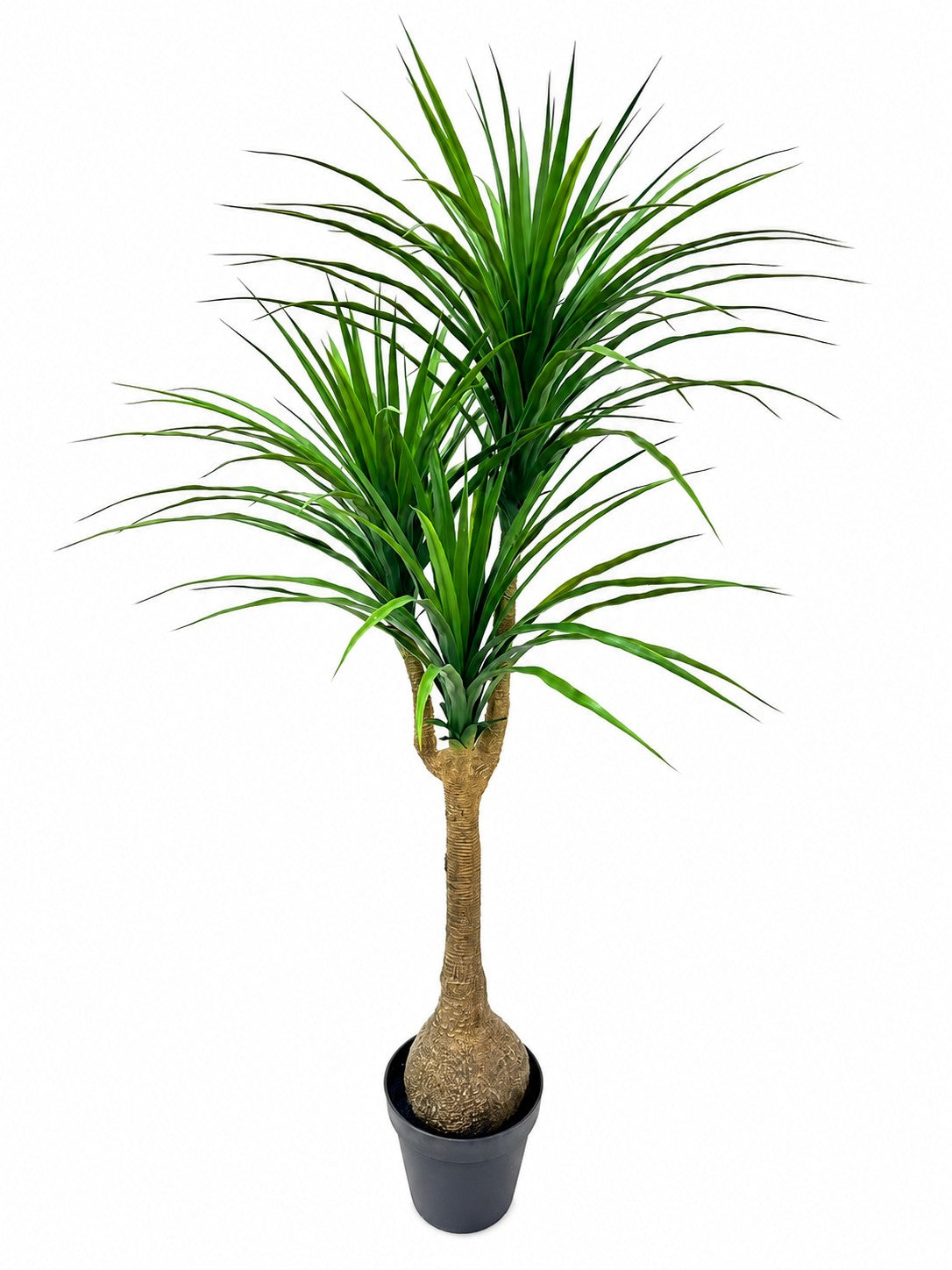 5ft dracaena tree 134lvs
