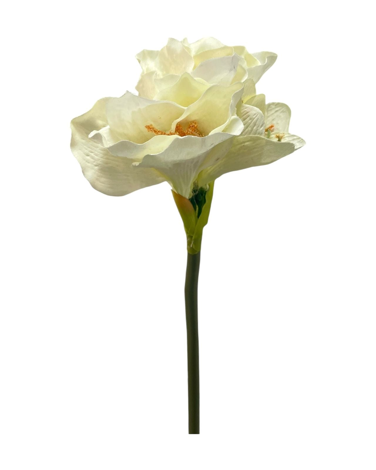 ammarylis x3 flower
