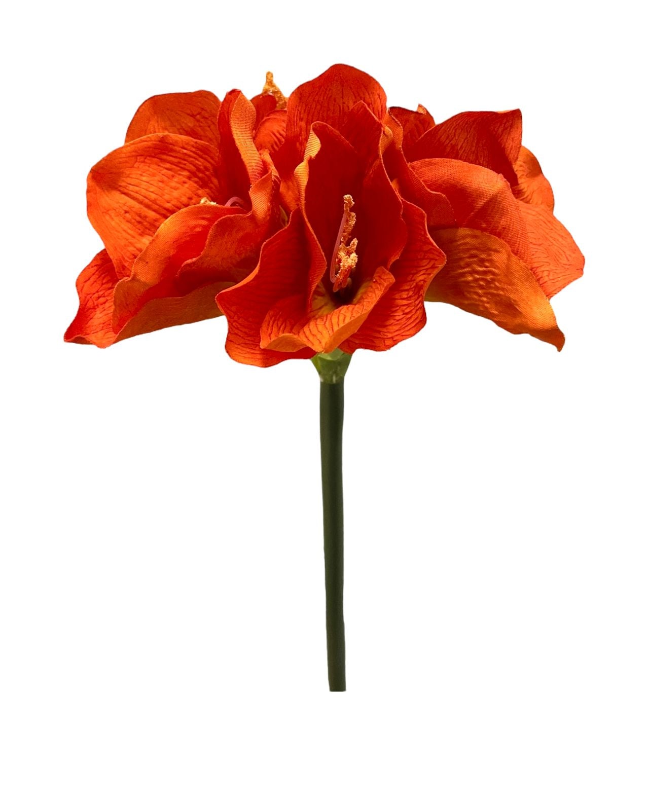 ammarylis x3 flower