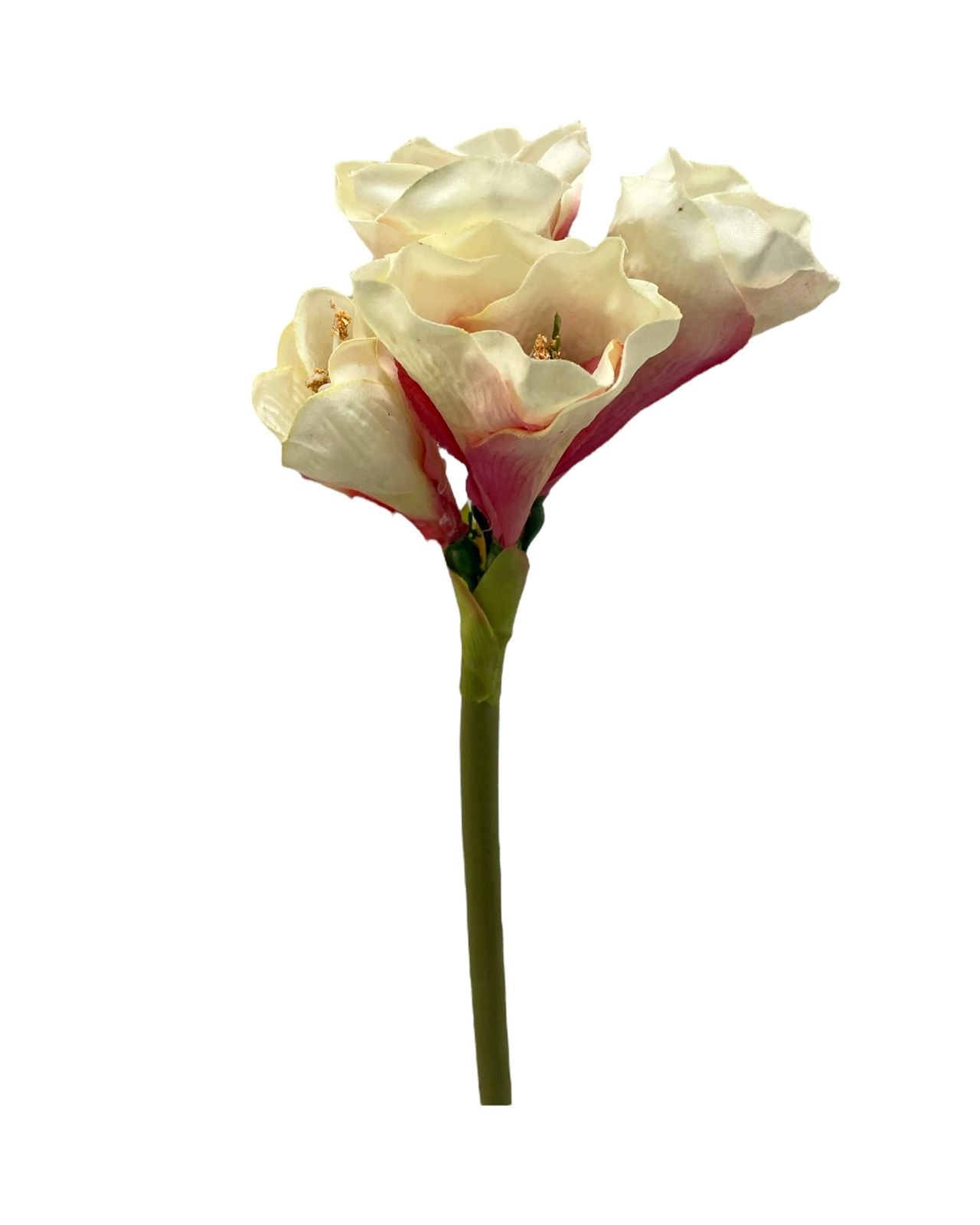 ammarylis x3 flower