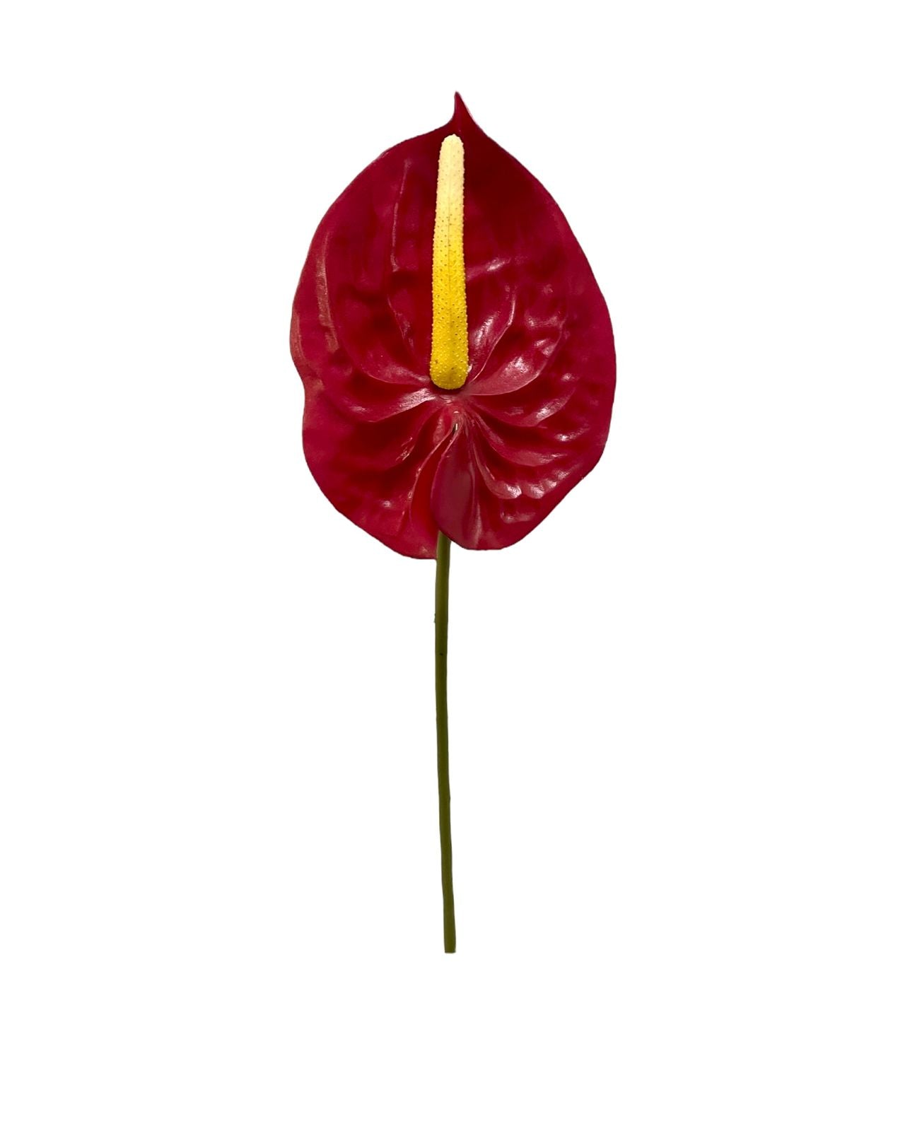 anthiriums
