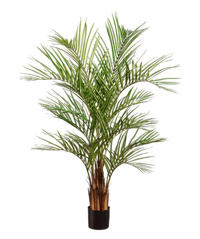 5FT ARECA PALM150CM MULTI STEM