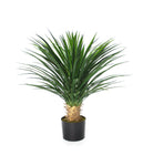 3FT YUCCA TREE 75CM