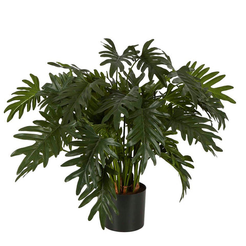 PHILODENDRON 75CM
