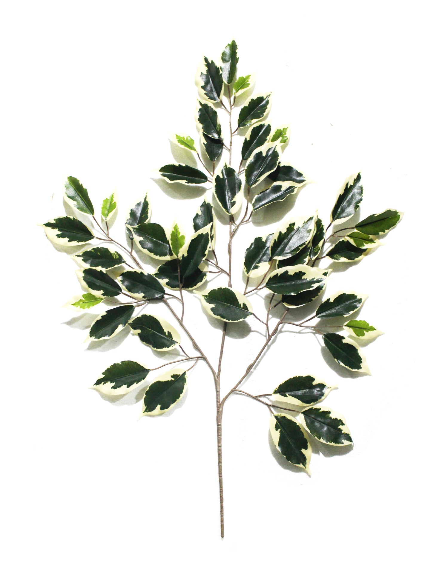 ficus leaf spray