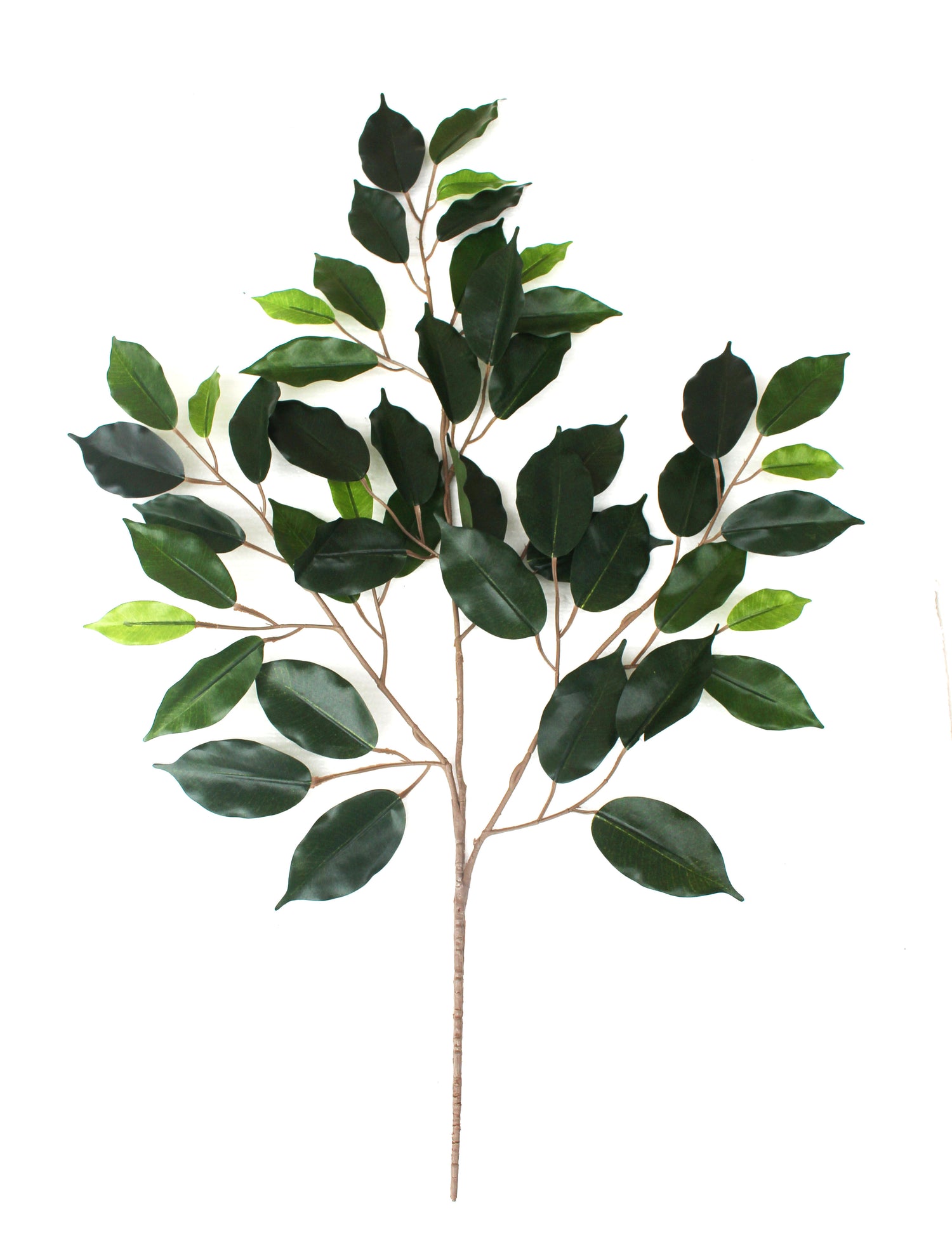 ficus leaf spray