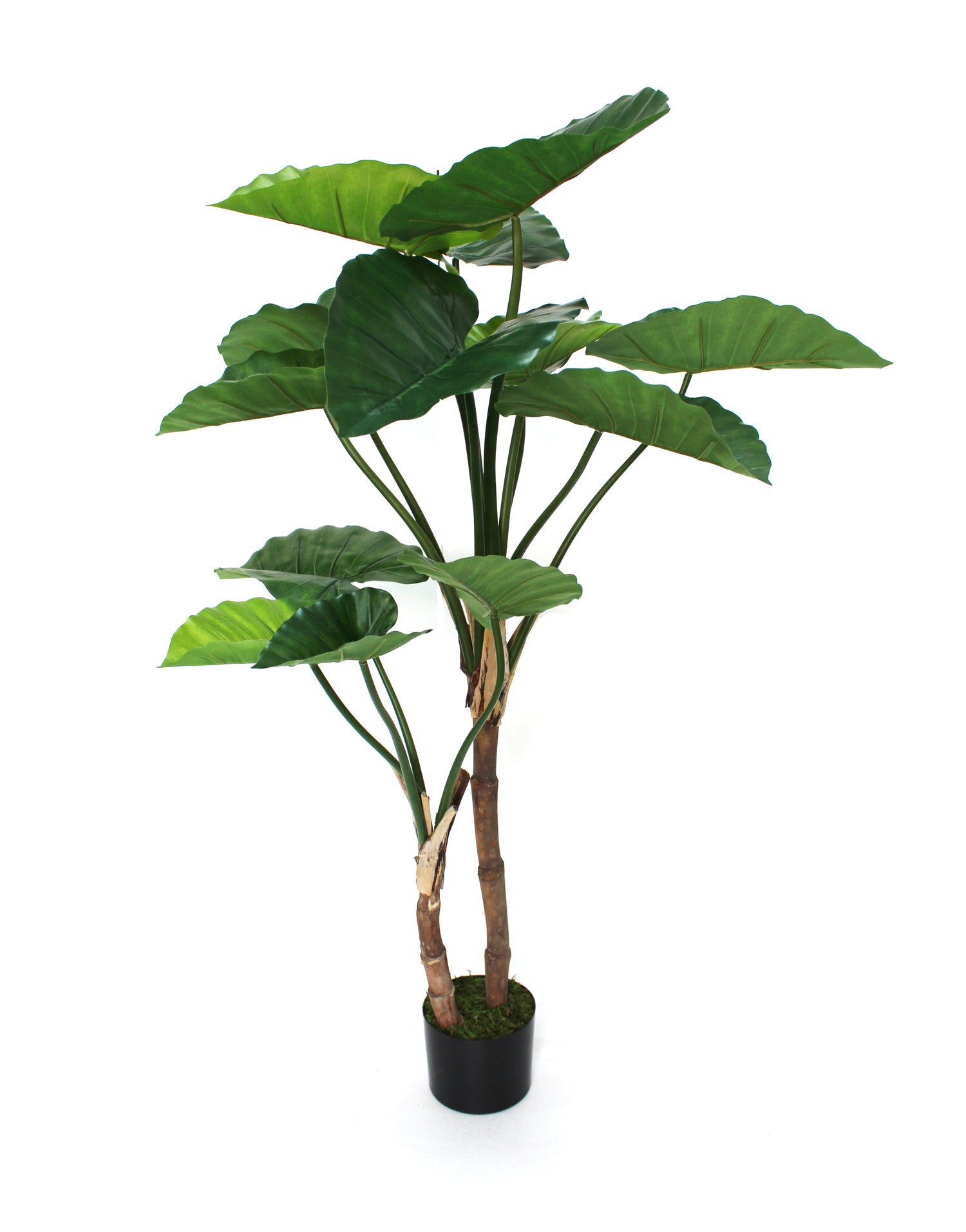 4ft alocasia tree 130cm