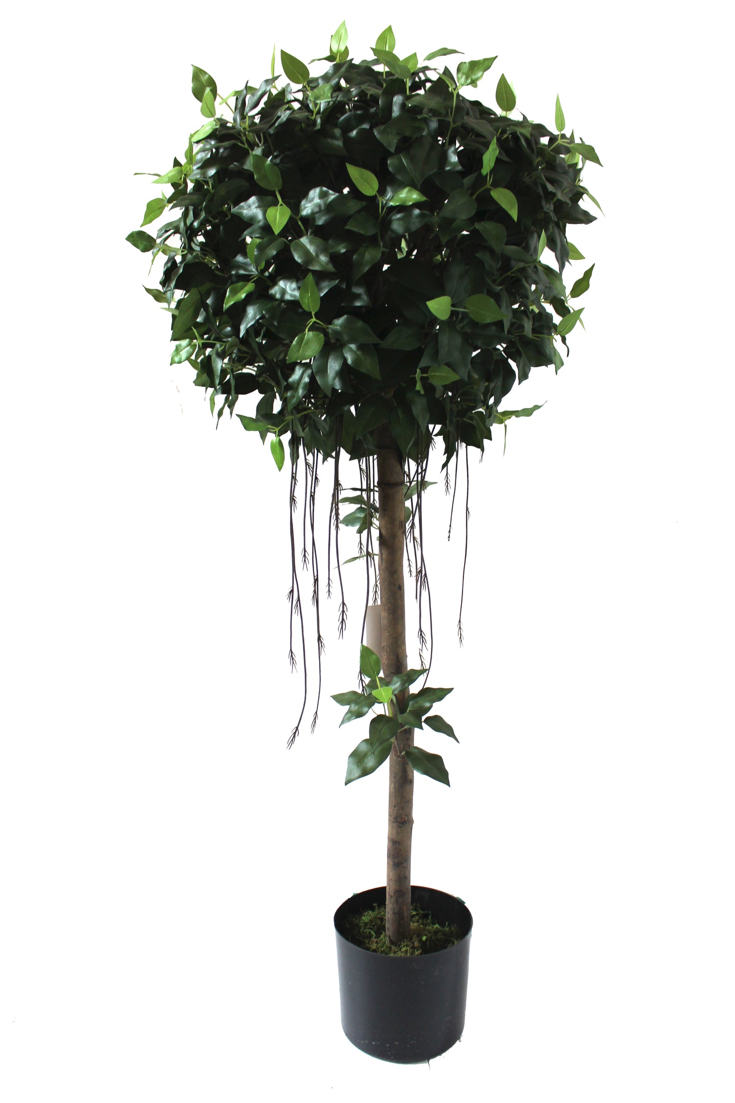 4ft ficus topiary 120cm