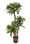 DRACENA PLANT 100CM