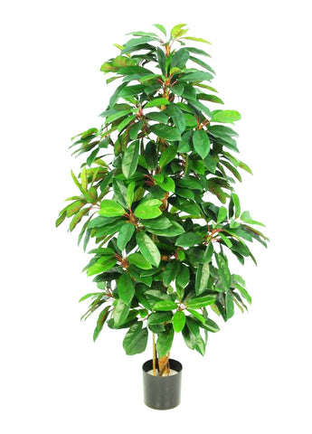 5FT SCHEFFLERA TREE 150CM