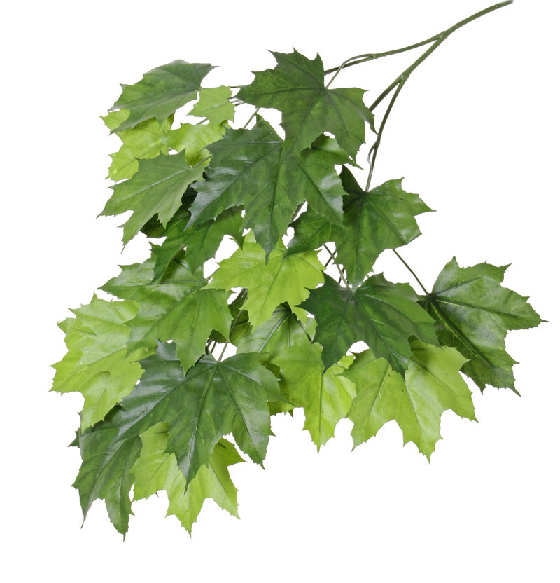 maple leaf spray