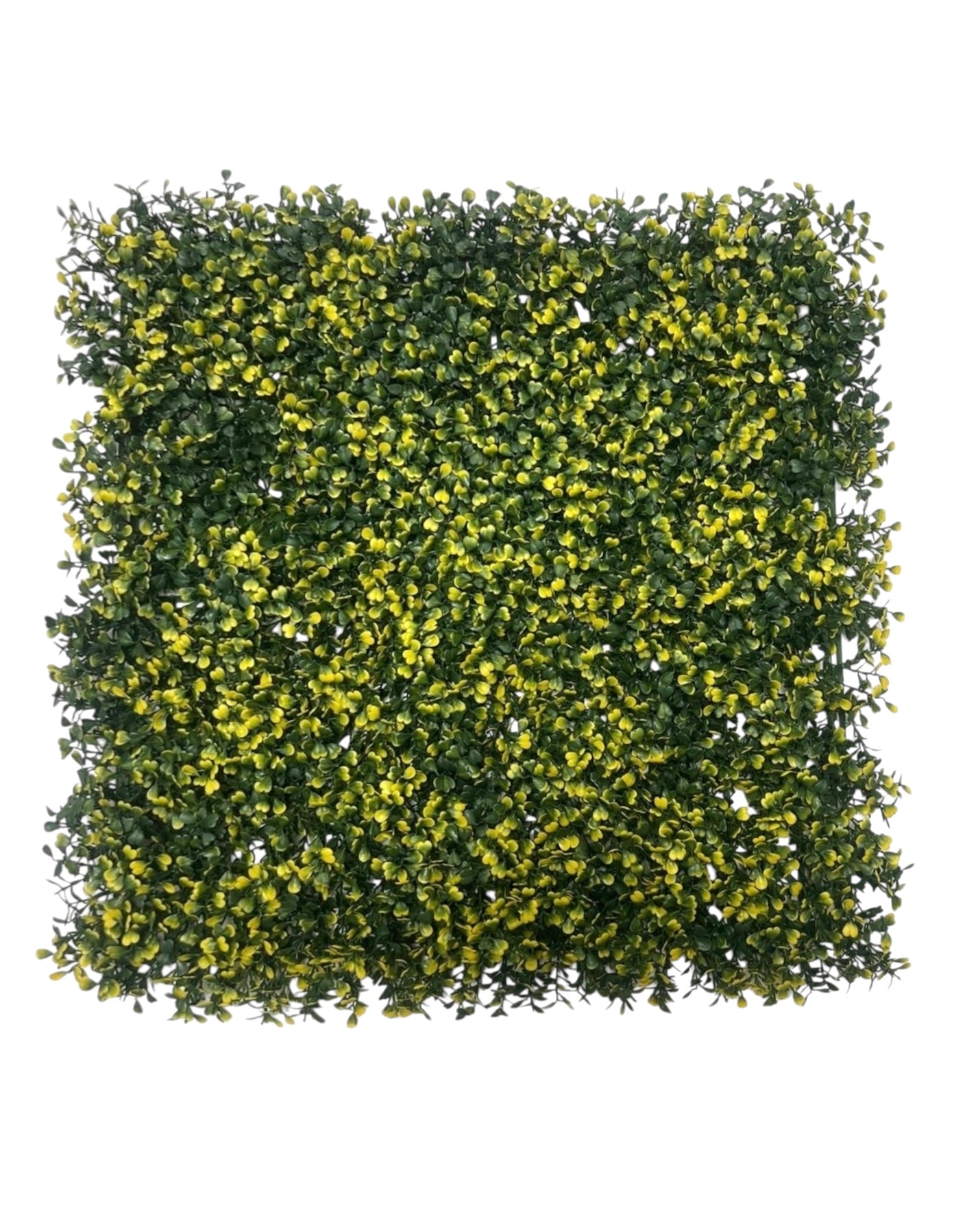 booxwood mat variegated yellow tip