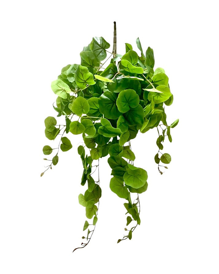 begonia lvs hang bush 80cm