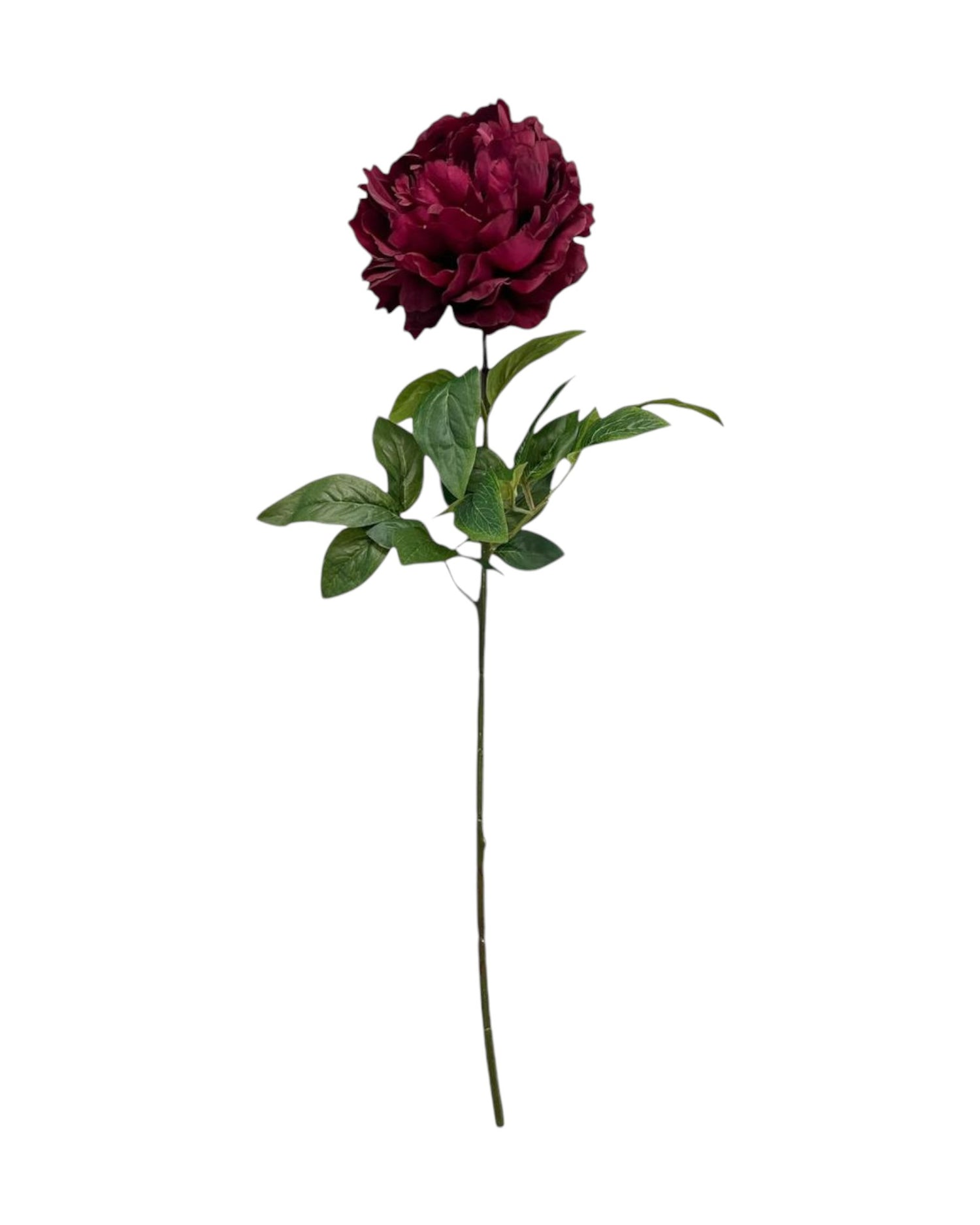 peony