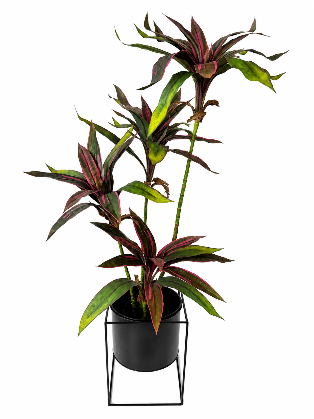 3ft cordyline plant x 4 combo