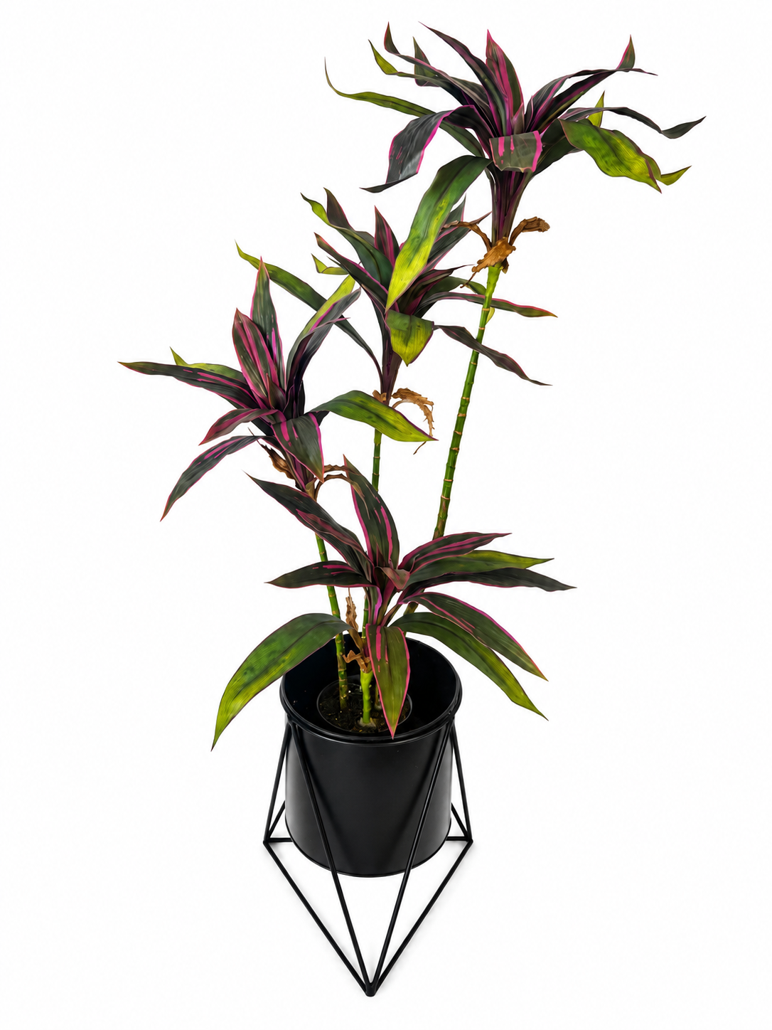 3ft cordyline plant x 4 combo