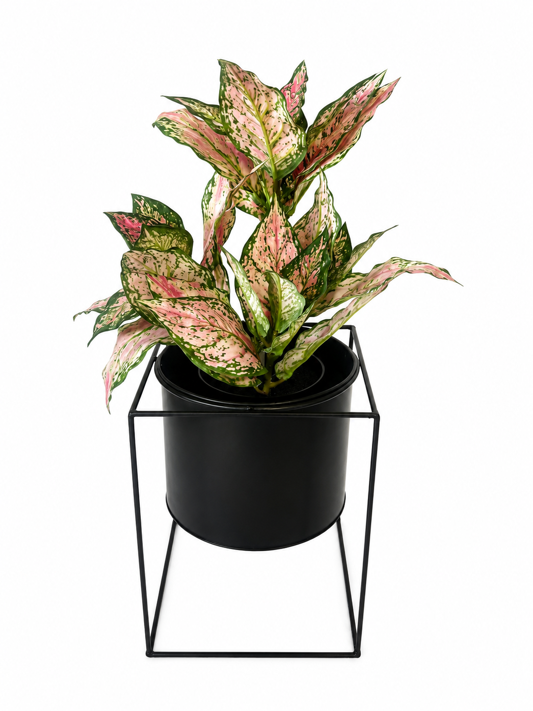 diefenbachia potted bundle