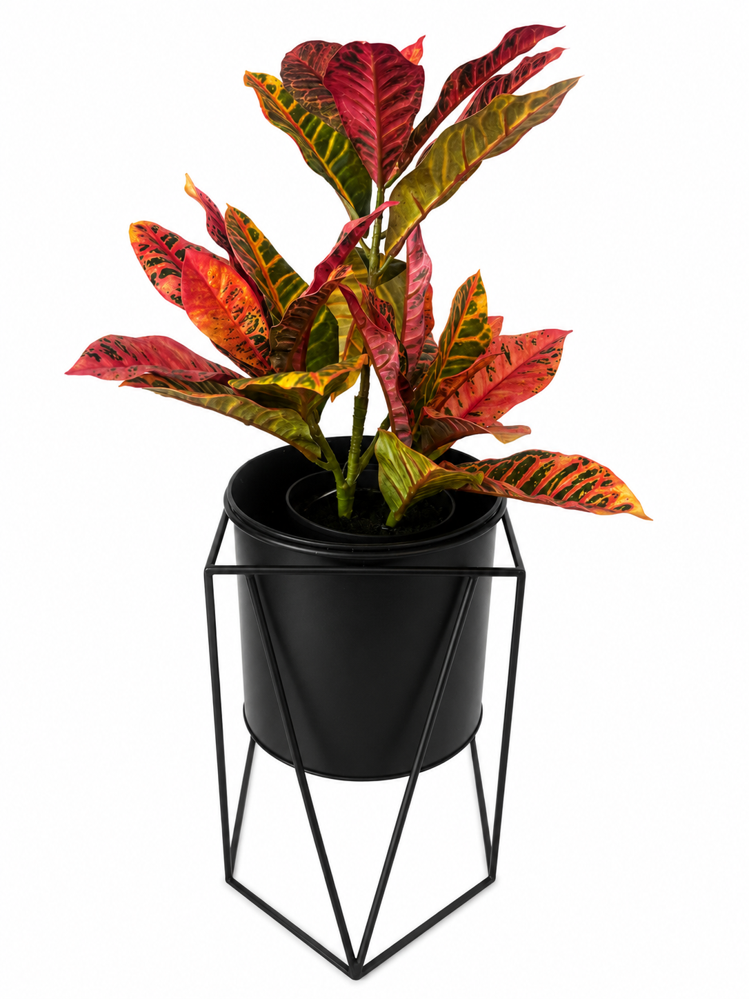 croton potted bundle