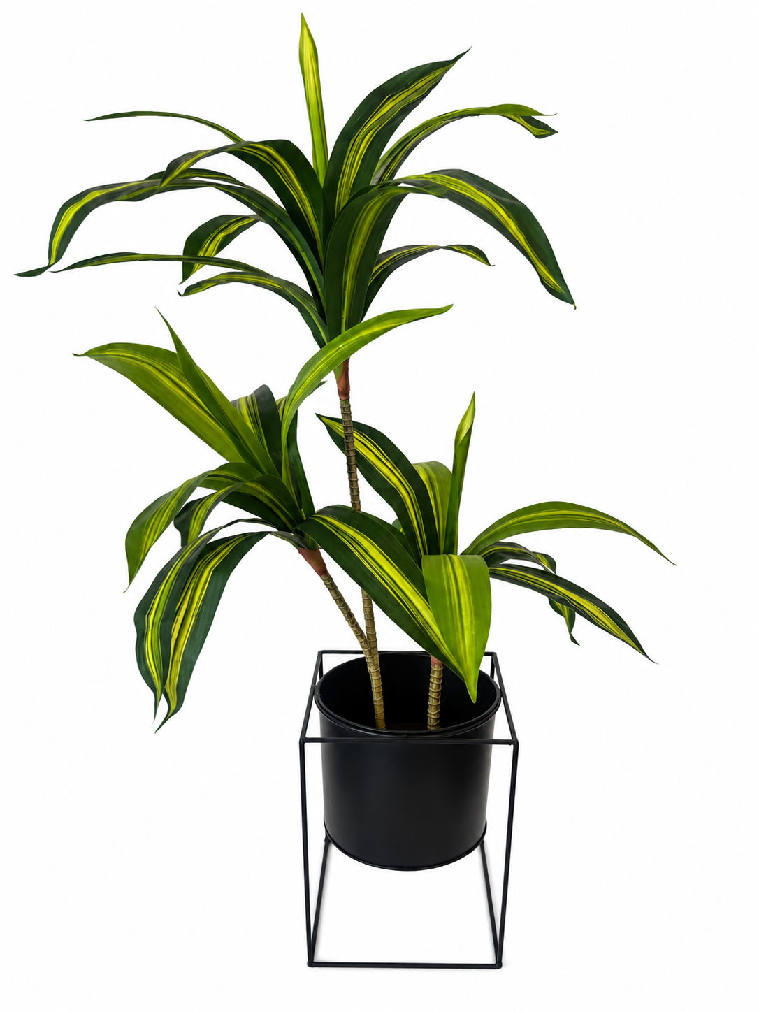3ft dratacaena tree combo