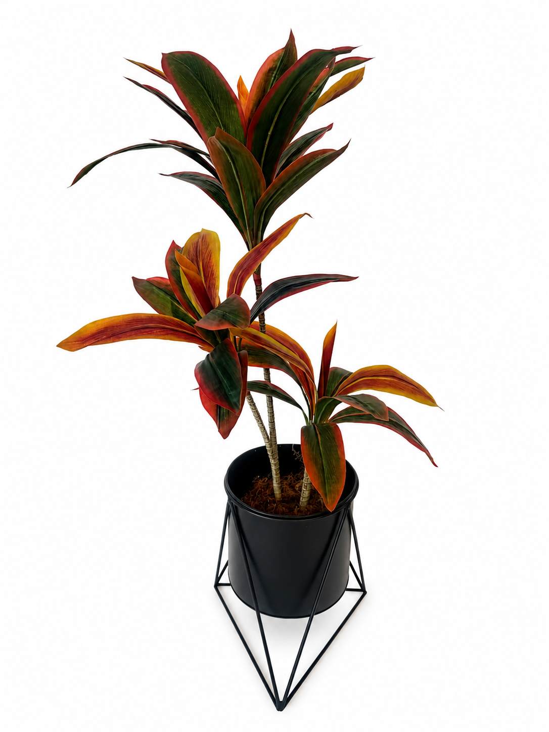 3ft dratacaena tree combo