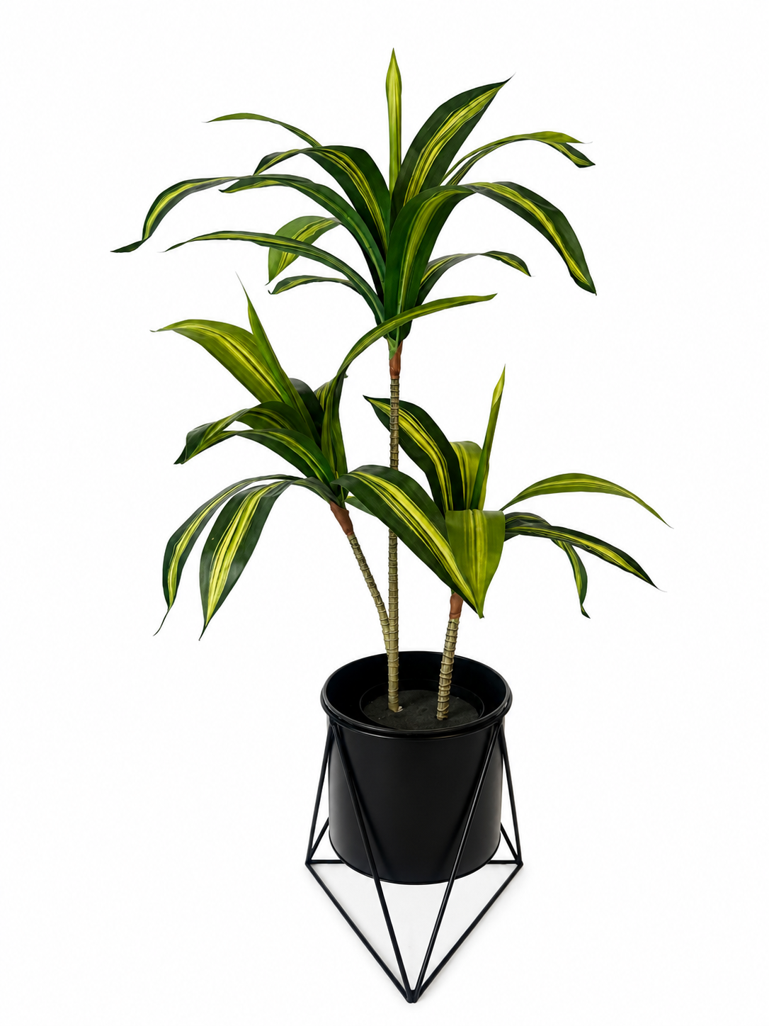 3ft dratacaena tree combo