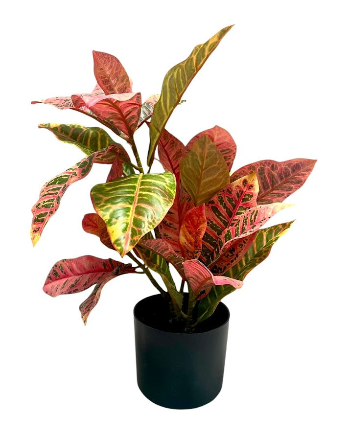 croton in pot 55cm