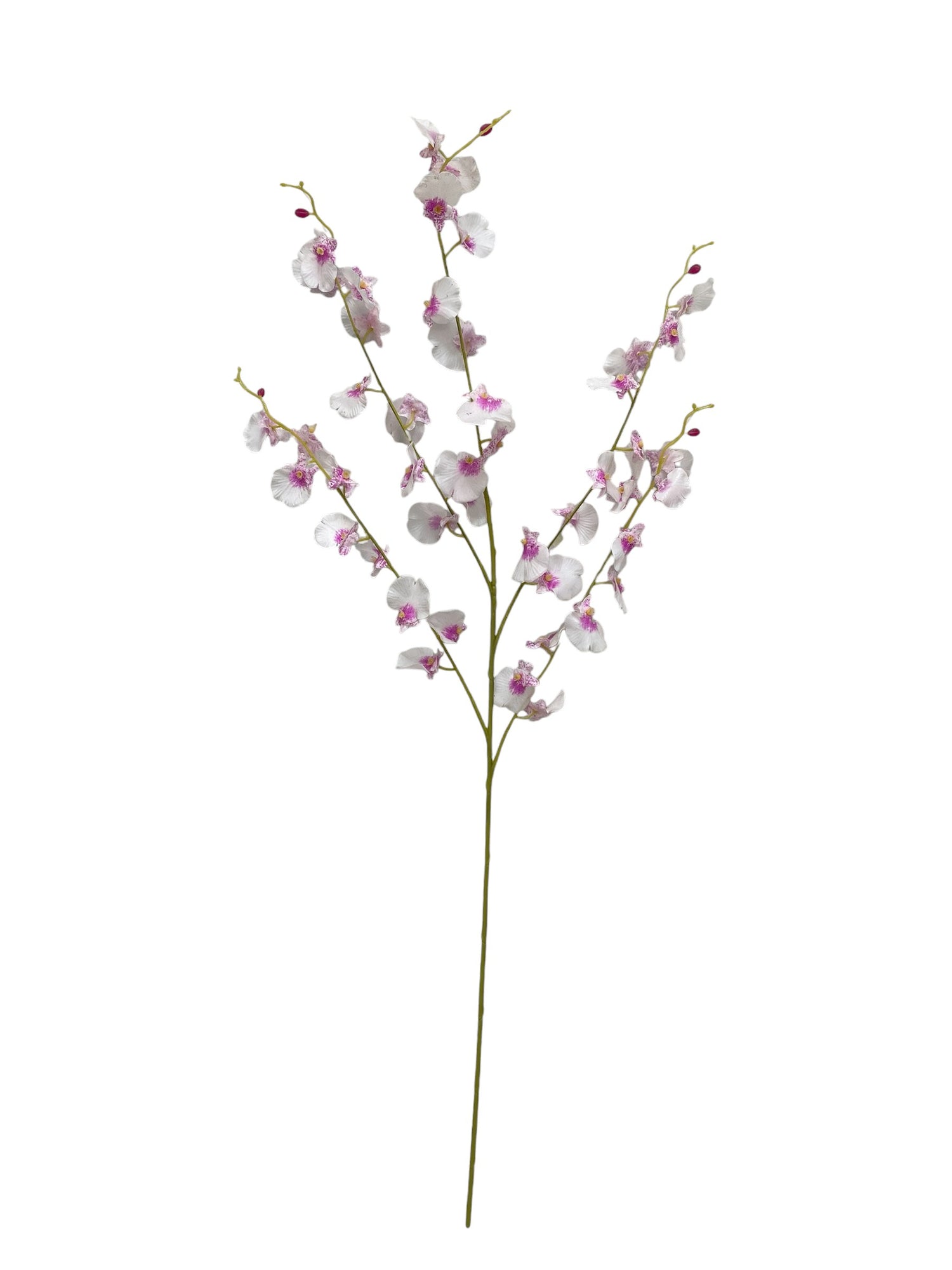 dancing orchid