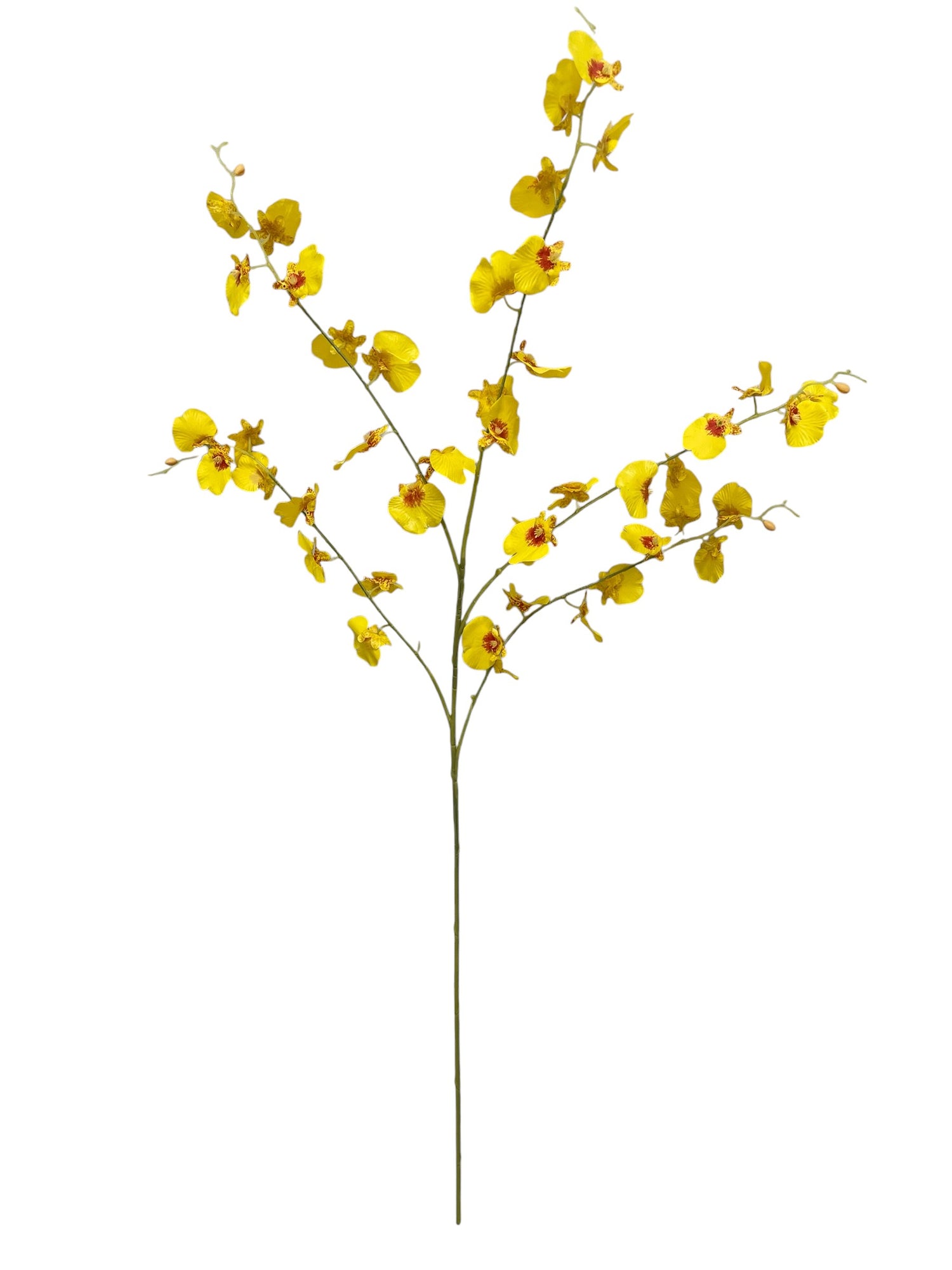 dancing orchid