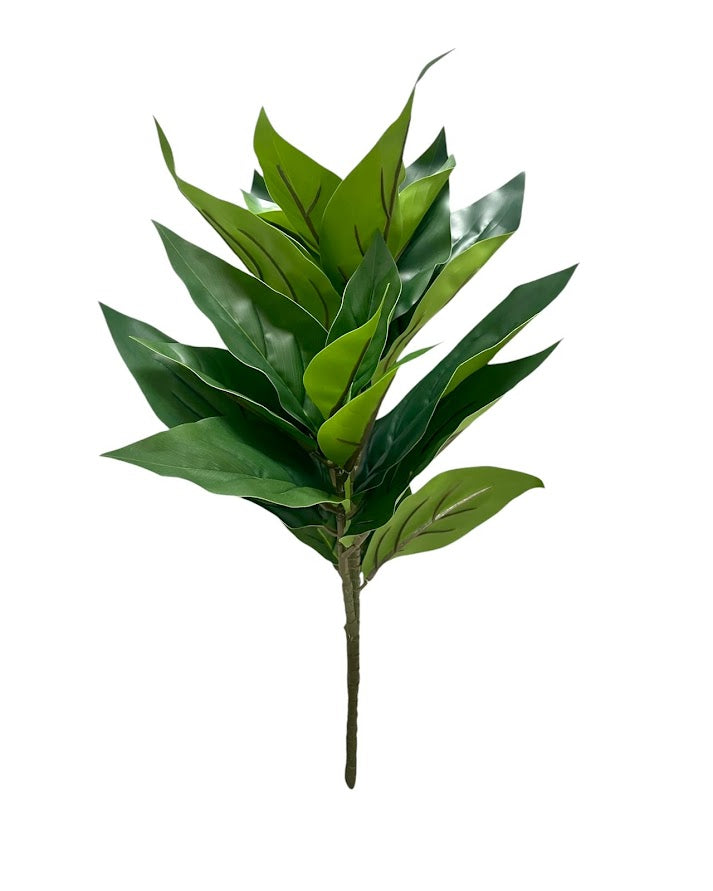 dieffenbachia x3 b 52cm