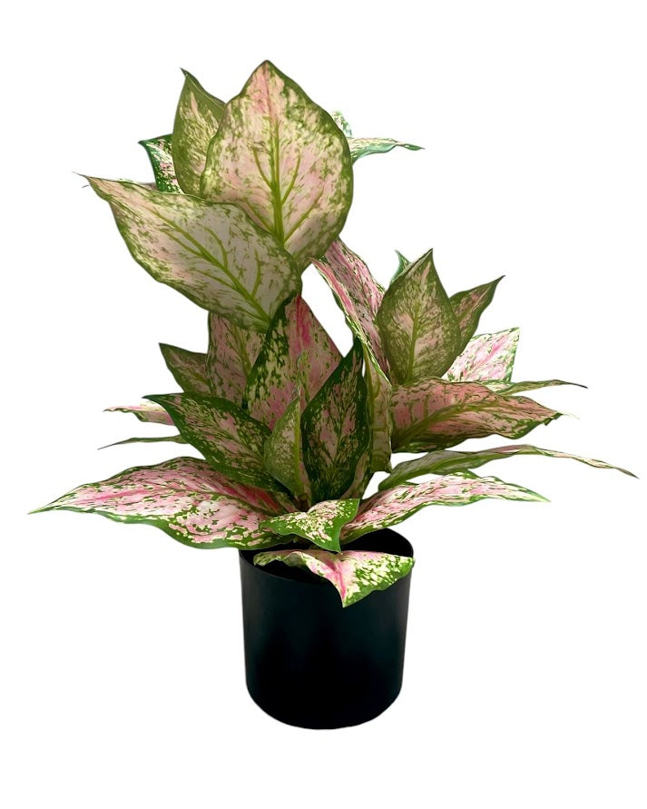 dieffenbachia in pot 50cm