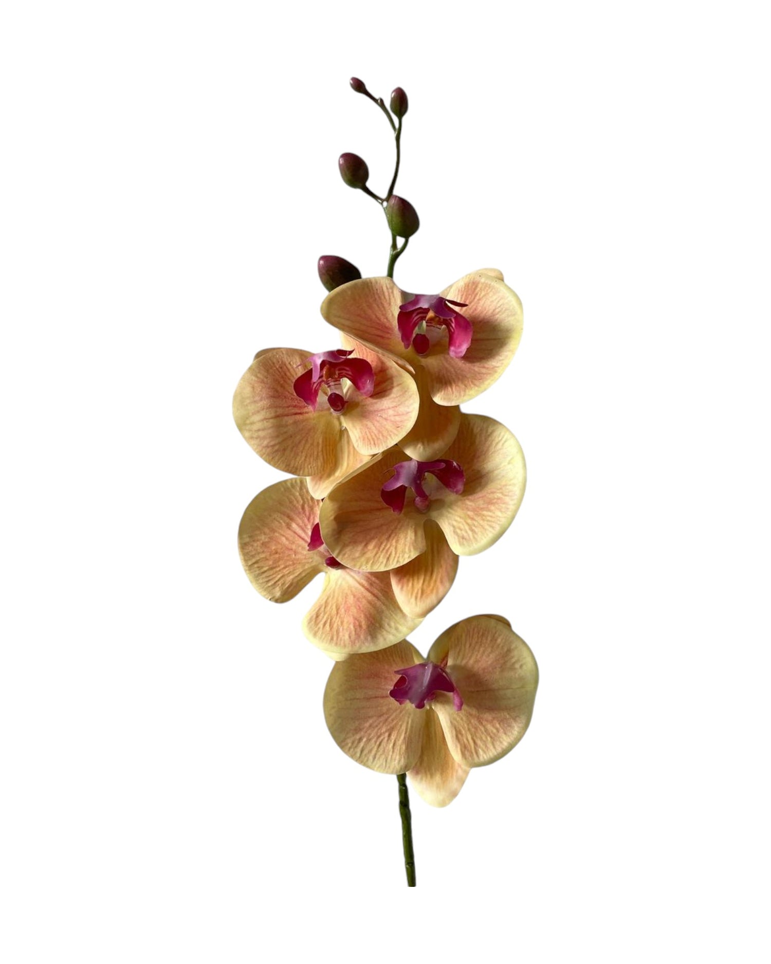 orchid phal t/feel x5