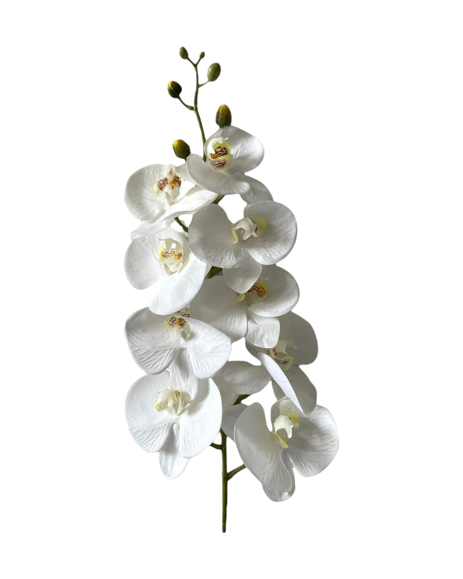 orchid phal t/feel x9