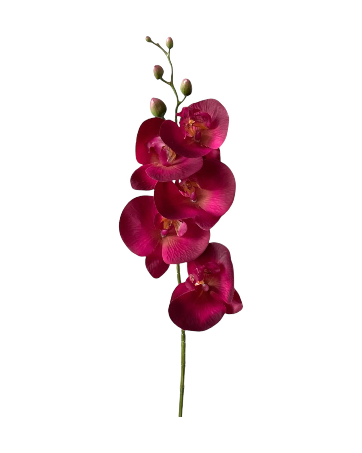 orchid phal t/feel x9