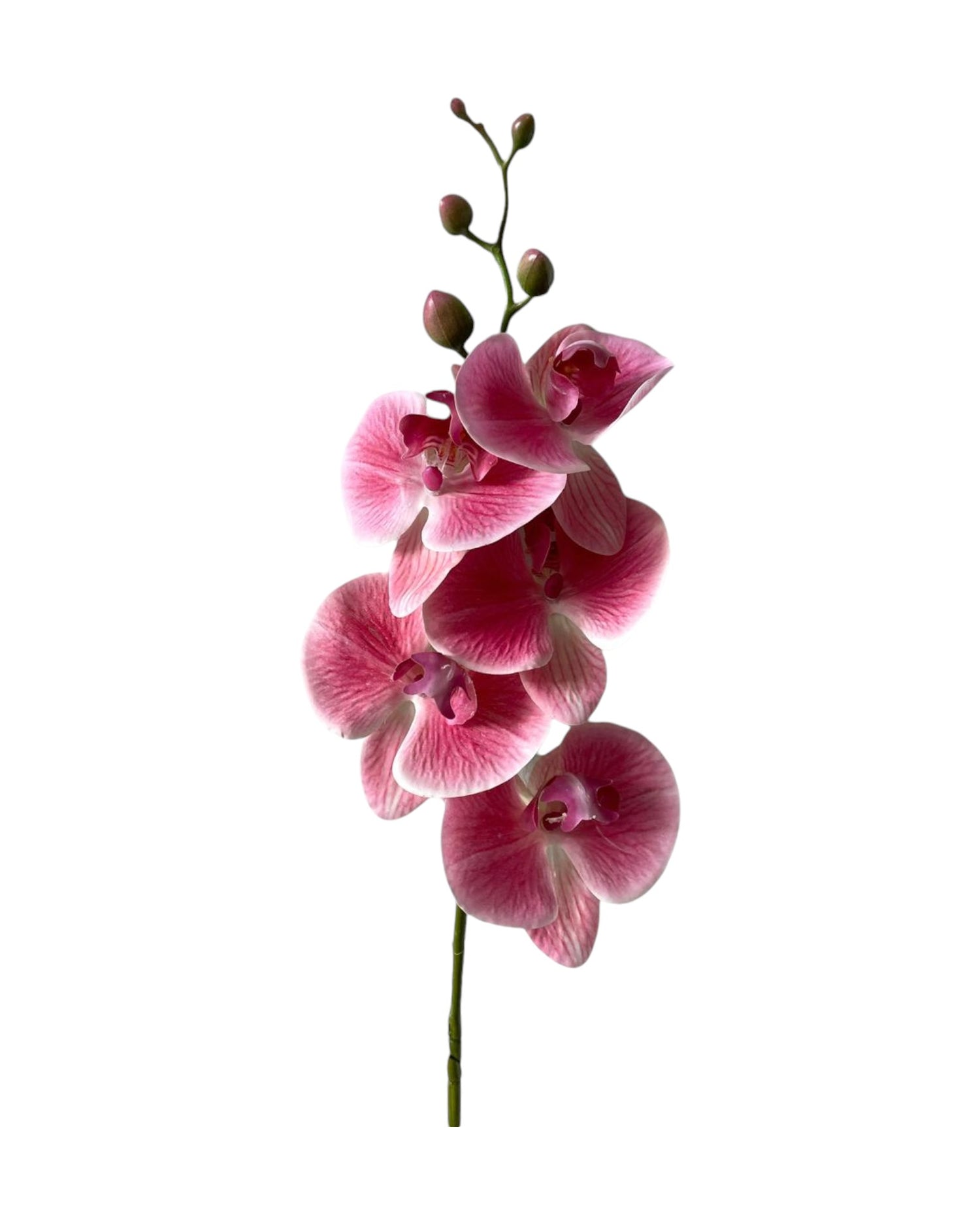 orchid phal t/feel x5