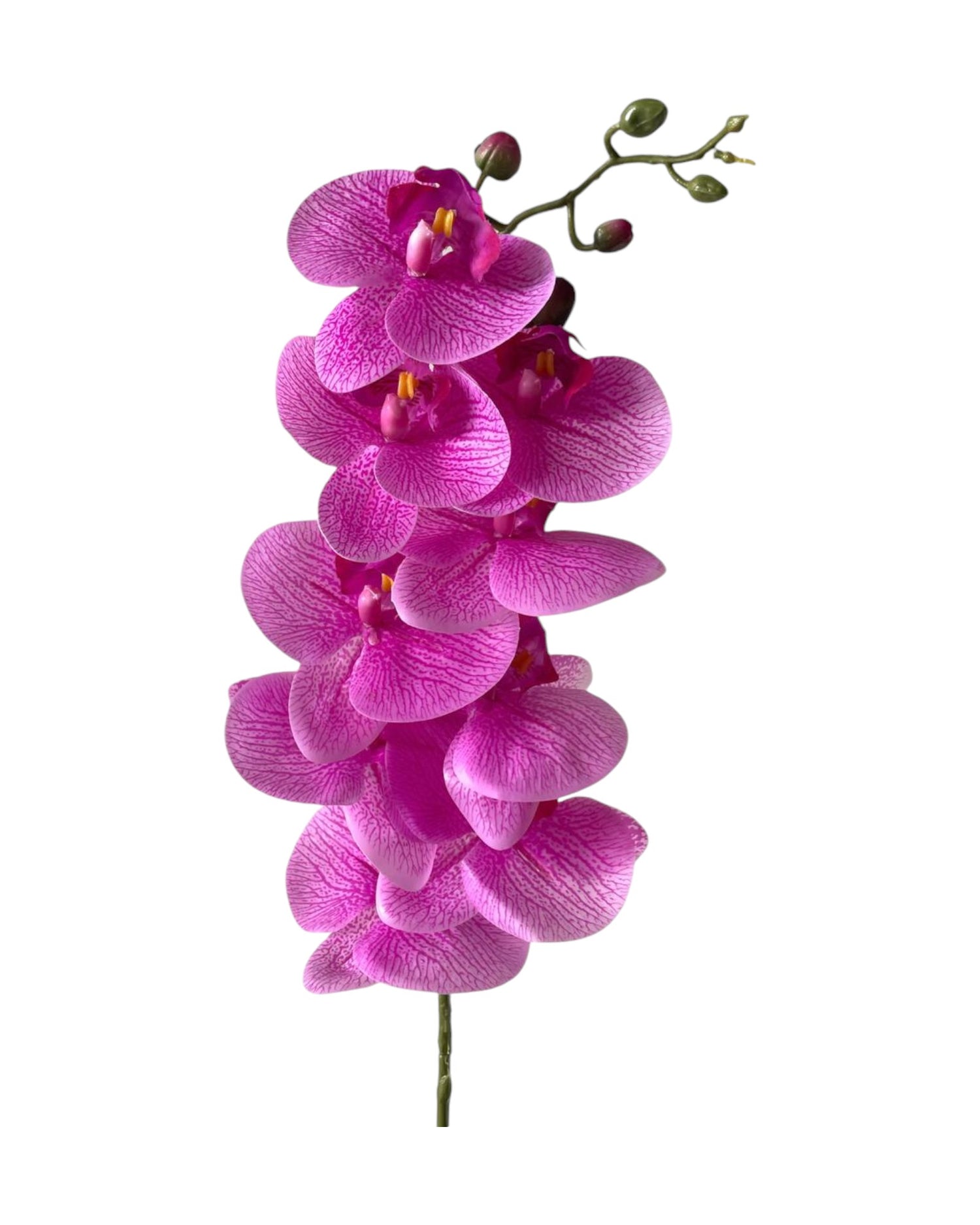 orchid phal t/feel x9