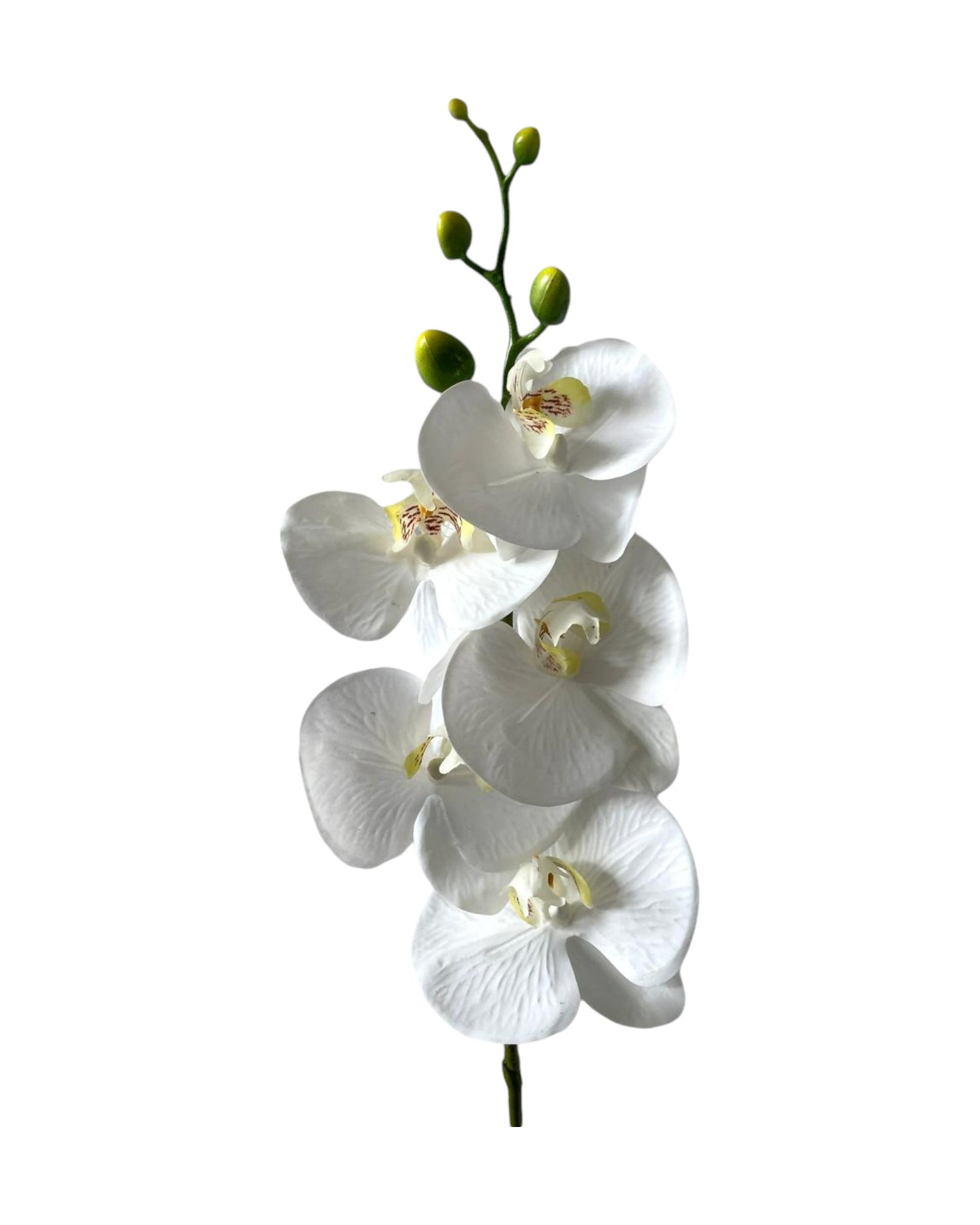 orchid phal t/feel x5