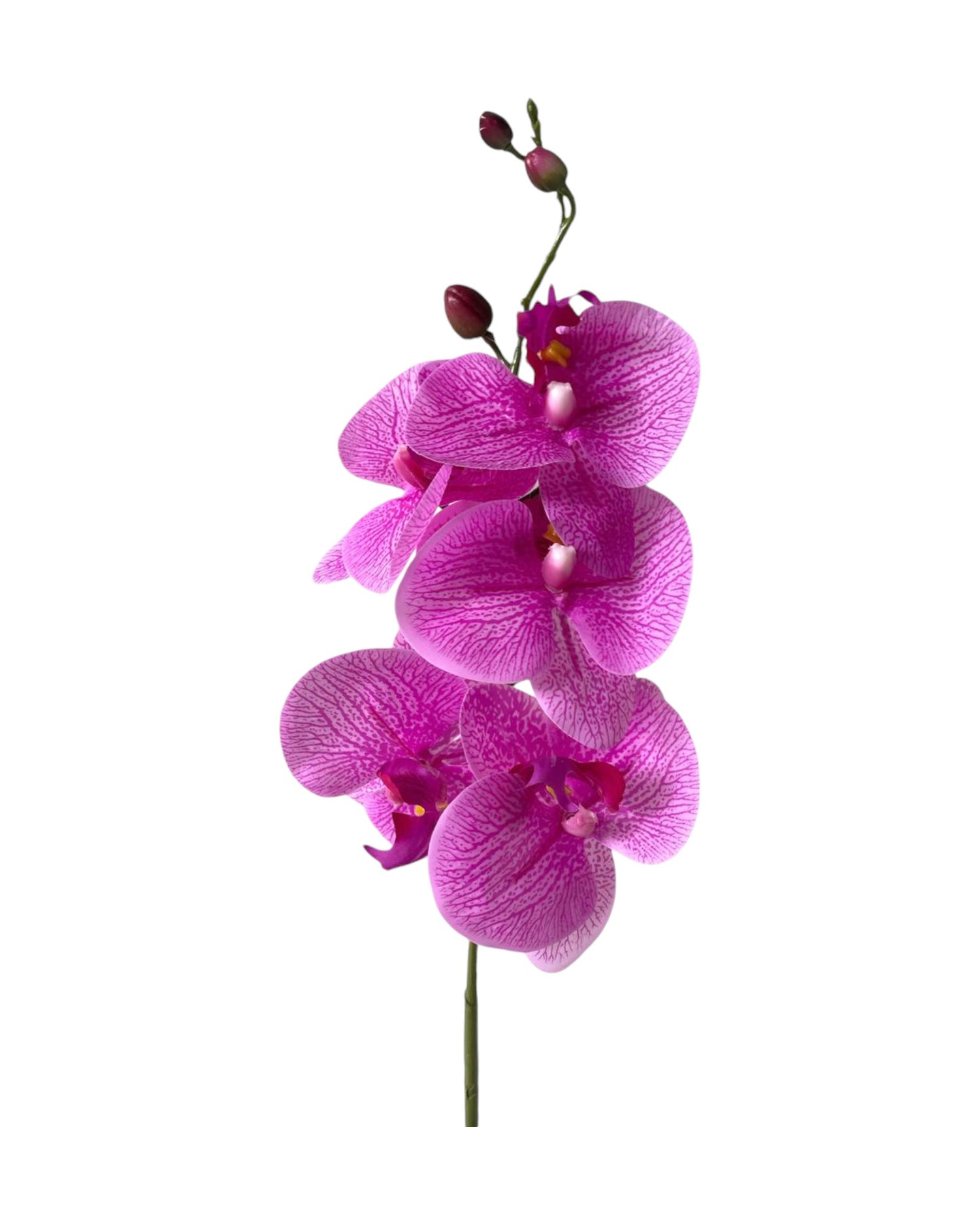 orchid phal t/feel x5