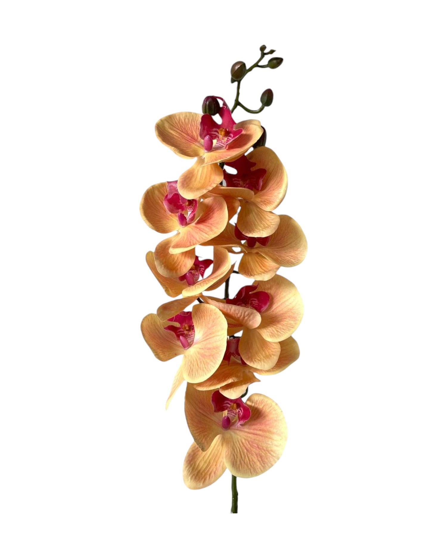 orchid phal t/feel x9