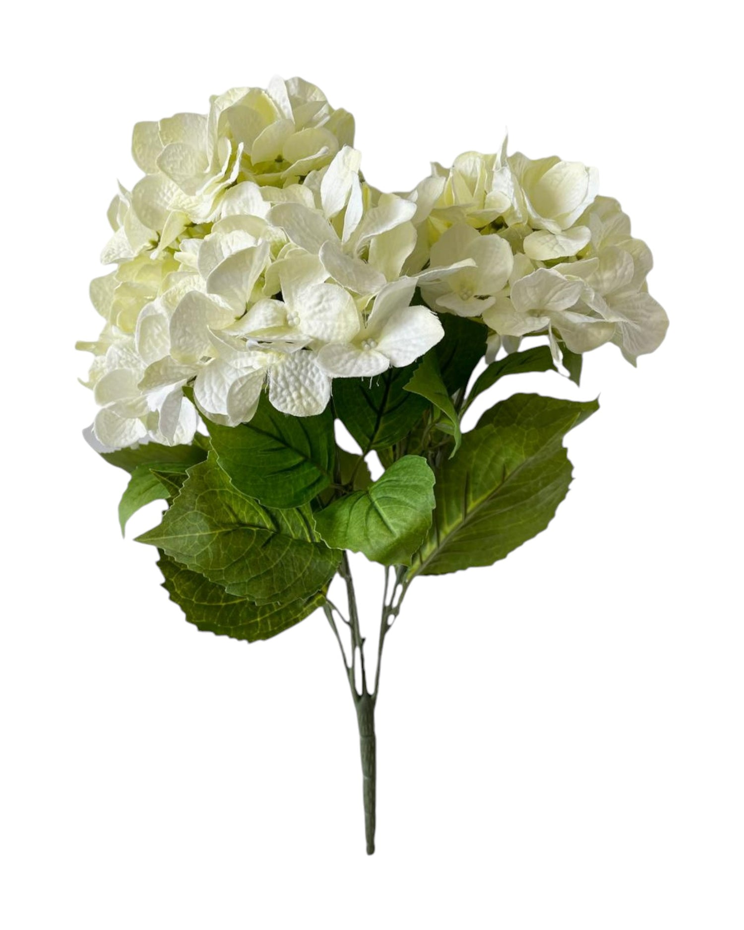 hydrangea bush cream