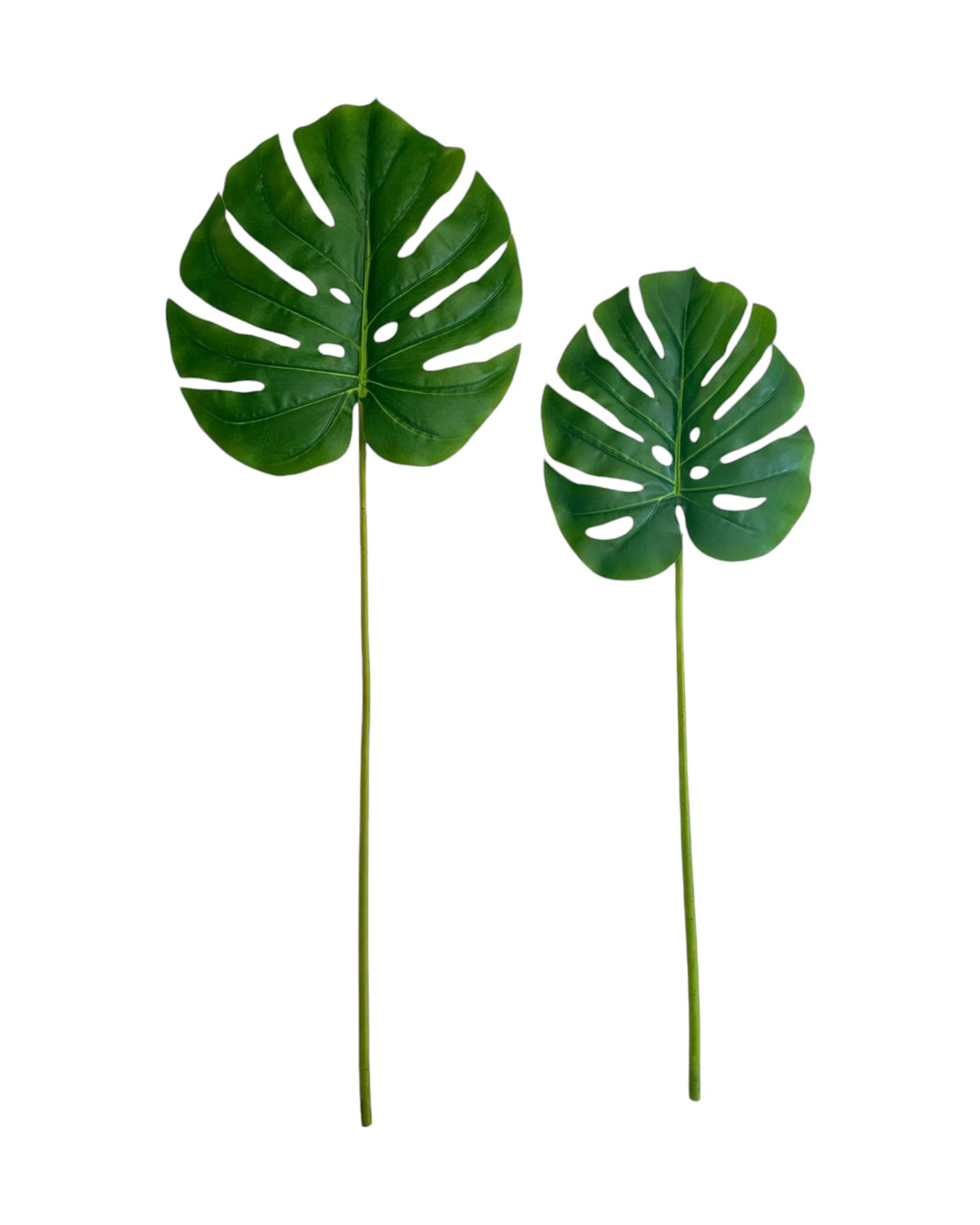 del monster leaf