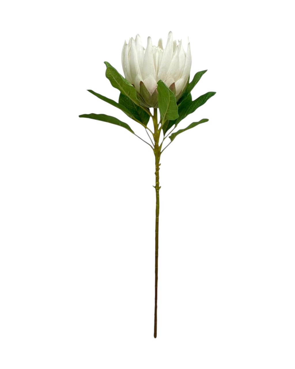 king protea