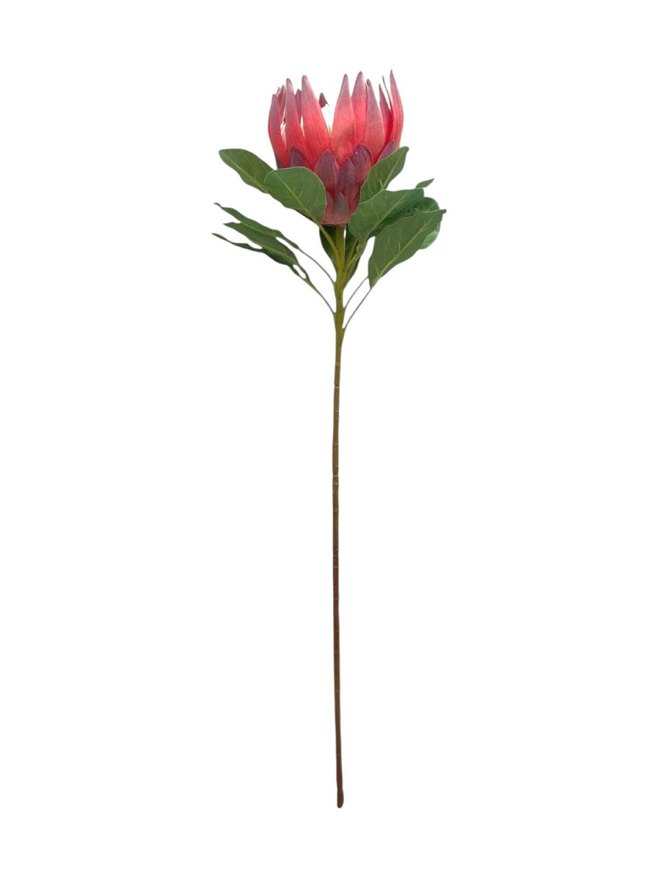 king protea