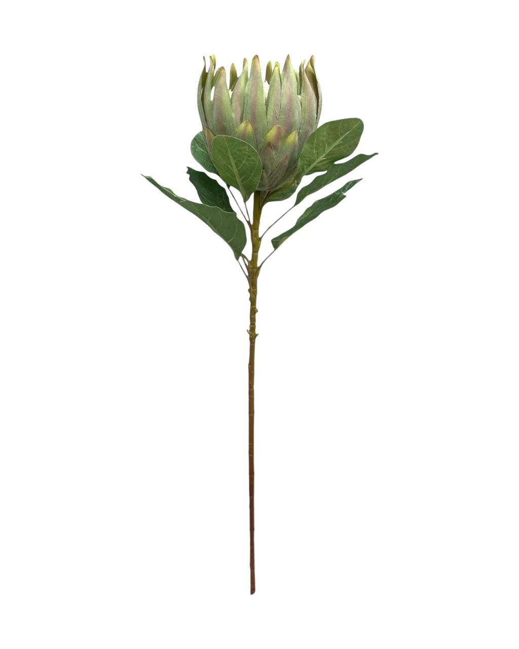 king protea