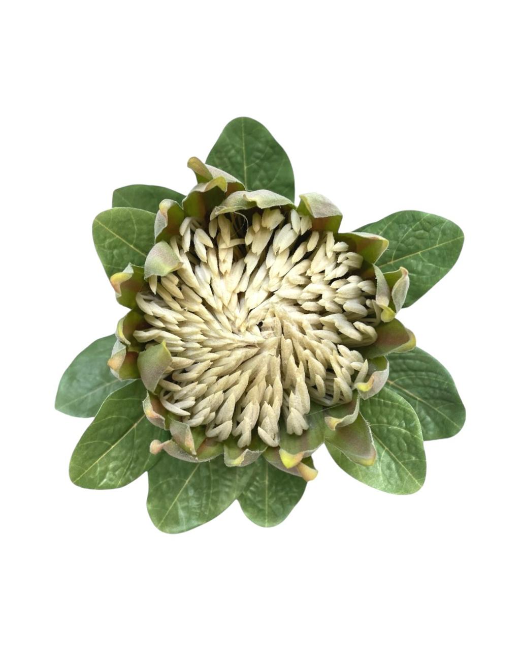 king protea