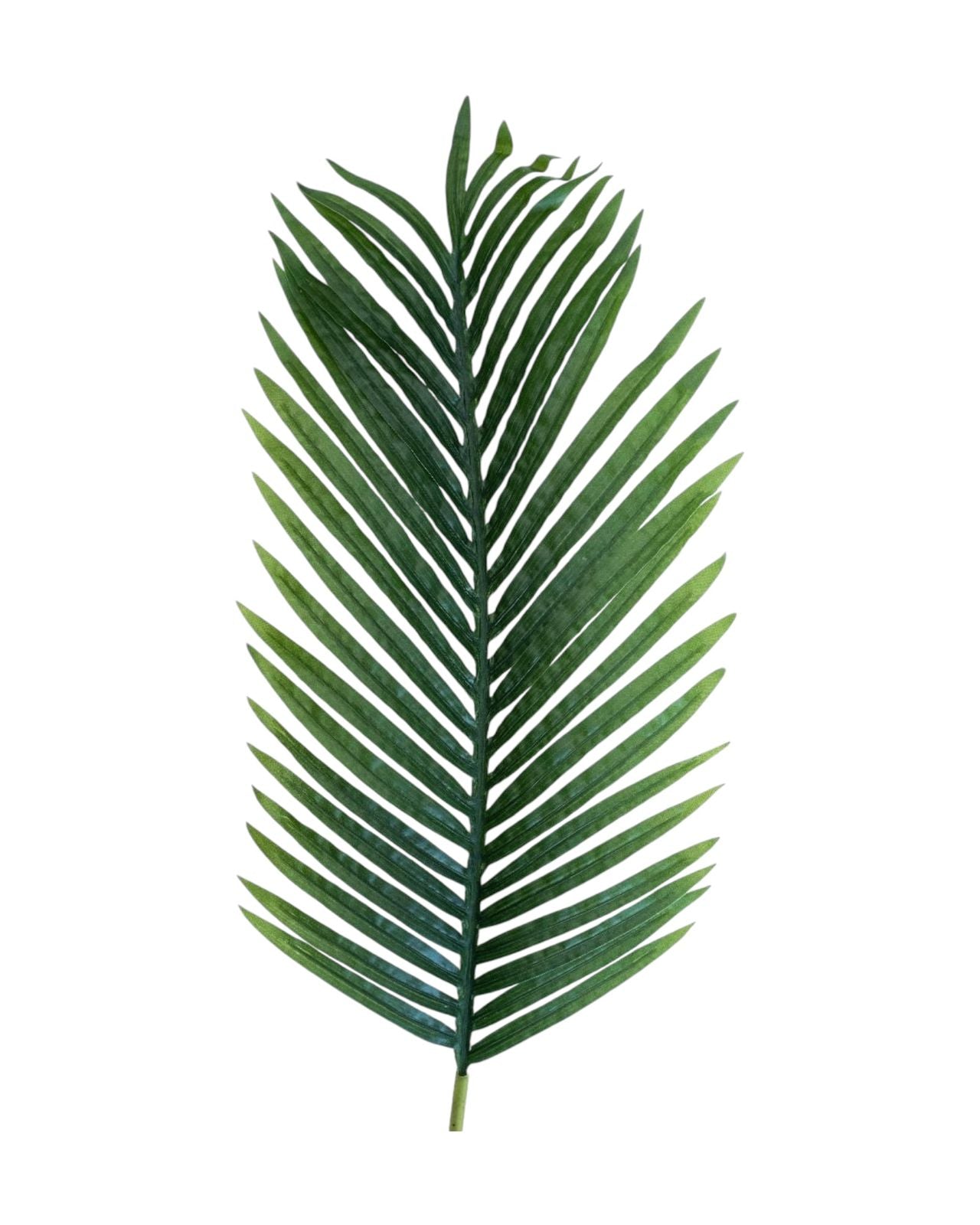 palm leaf